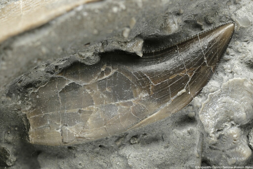 Photo of the fossil tooth of the Welsh dinosaur Dracoraptor hanigani