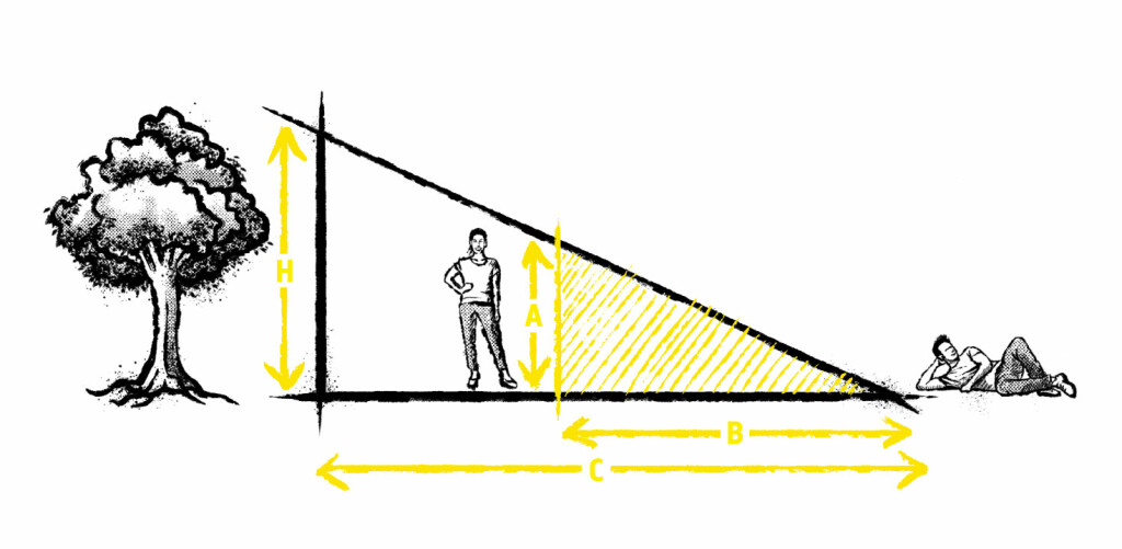 Drawing of a tree, a person and a trigonometry triangle that allows you to measure the heights