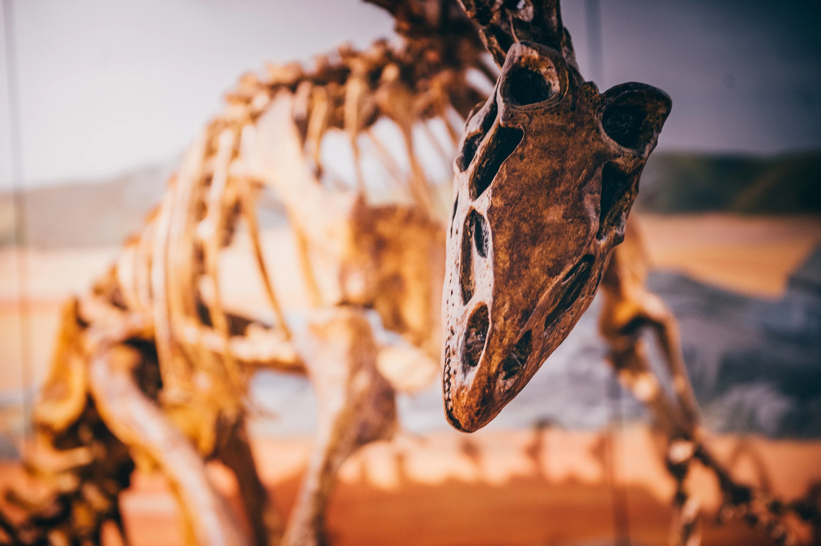 A close up of a dinosaur display