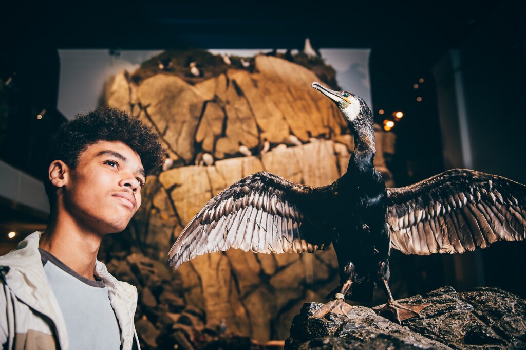 A young man stands next to a display of a marine bird