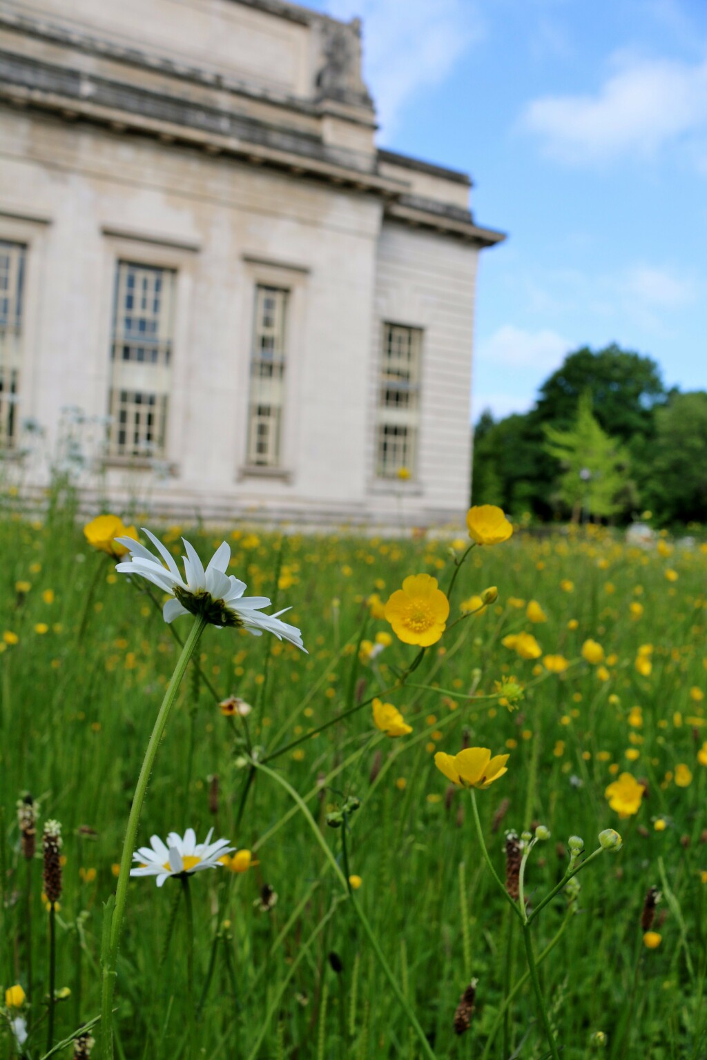 Photo of flowers and grass against a blue sky