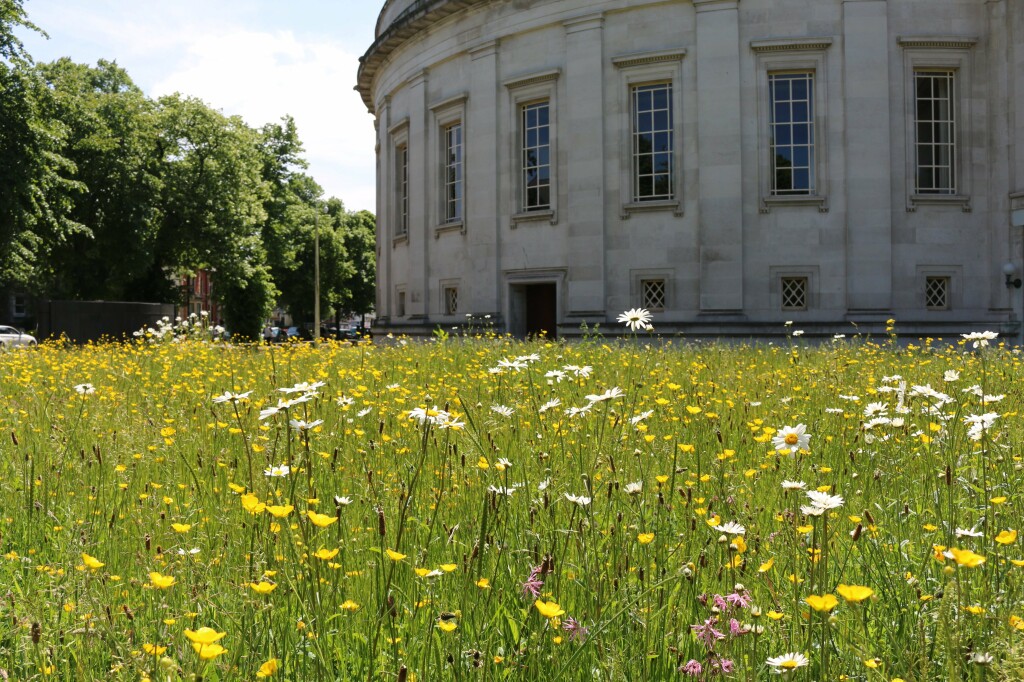 Photo of wildflower meadow outside the museum