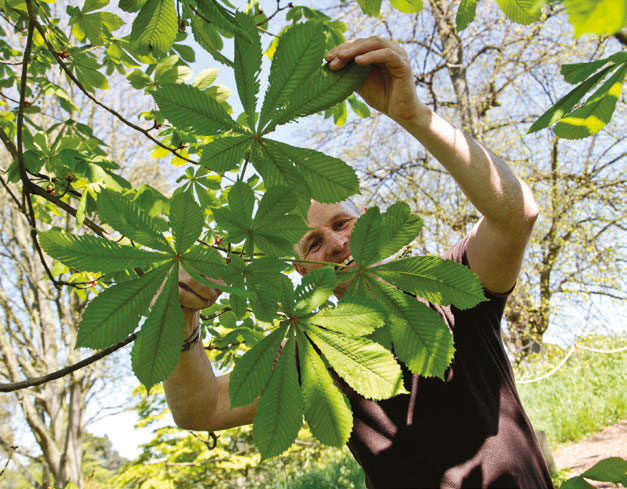 Photo of a man looking at leaves