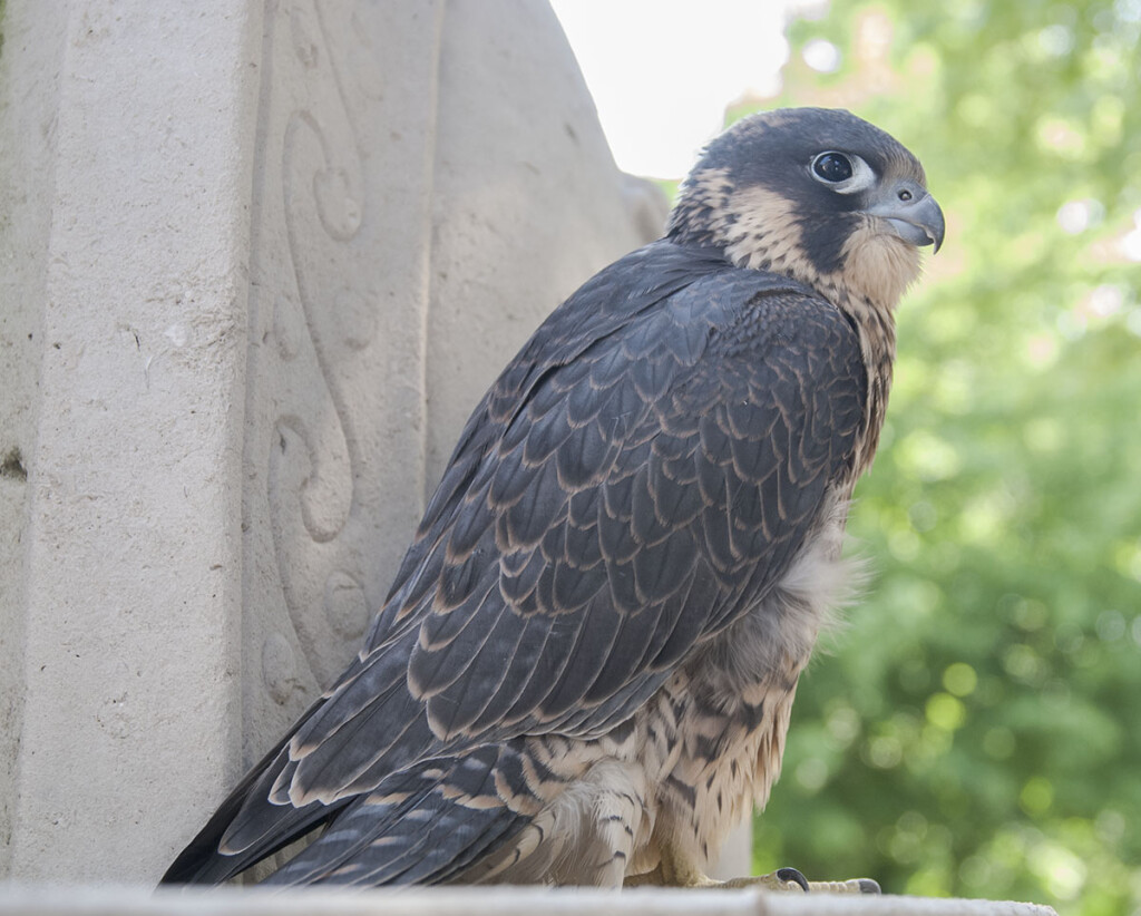 Photo of a young male Peregrine falcon