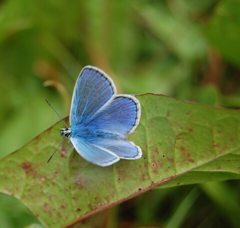 Photo of a blue butterfly