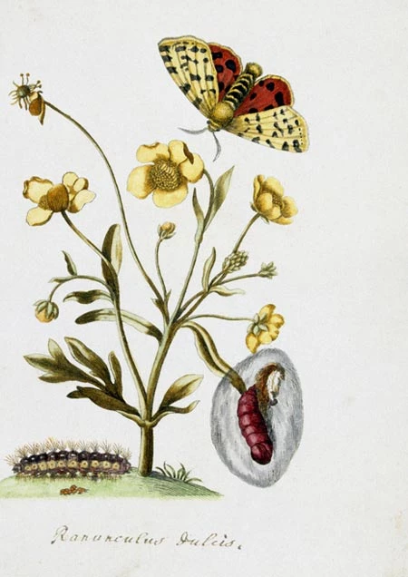 Botanical Illustrations