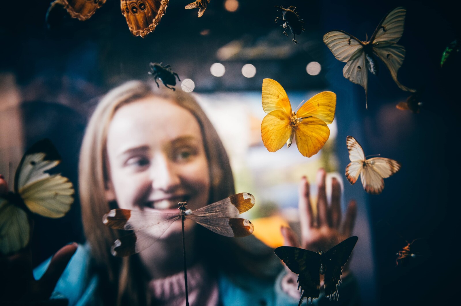 Young woman looking at a butterfly collection