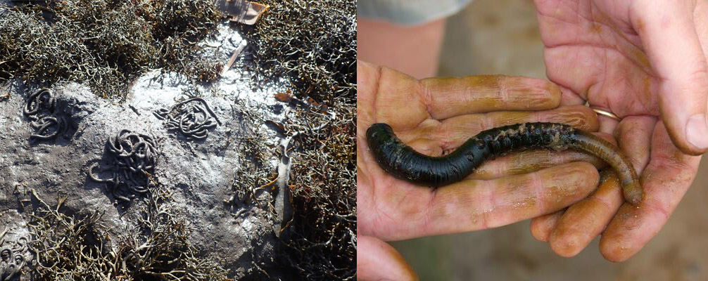 Shovel head worms from Wales to West Africa