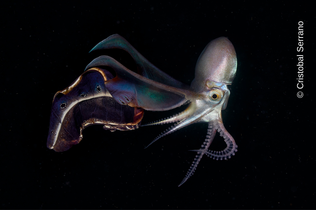 A squid swimming in blackness