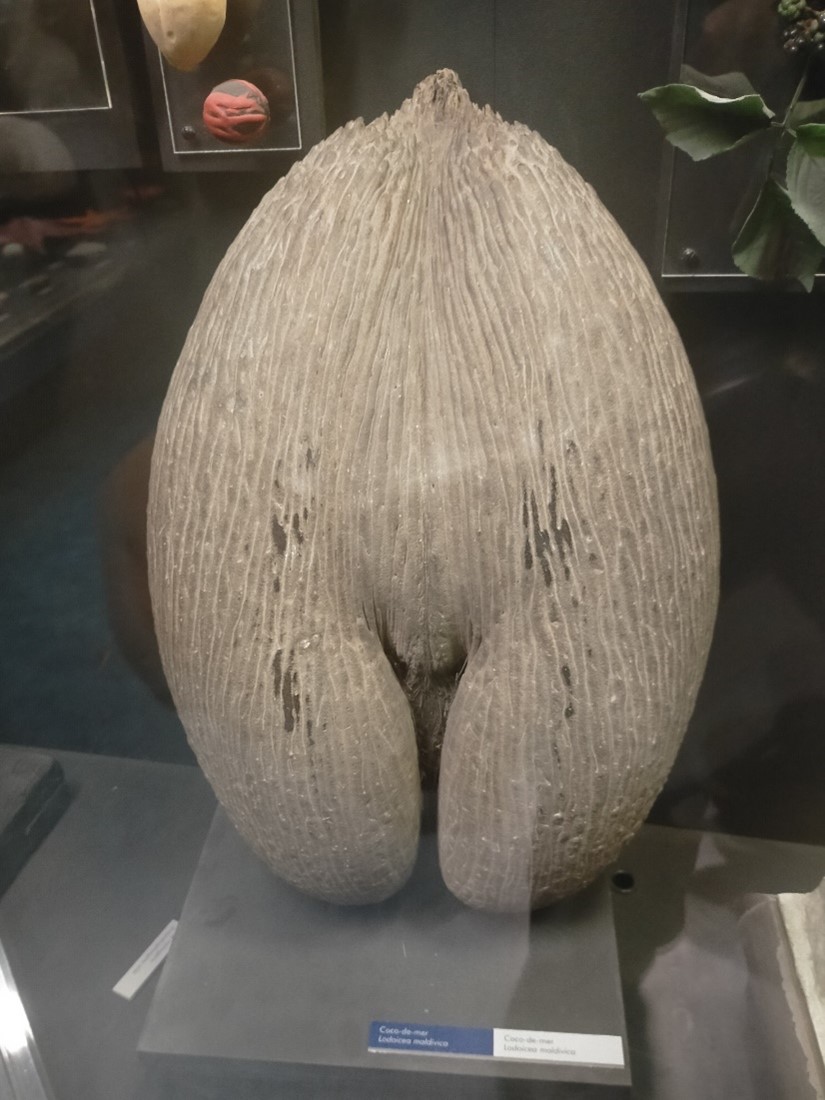 A large coco de mer seed