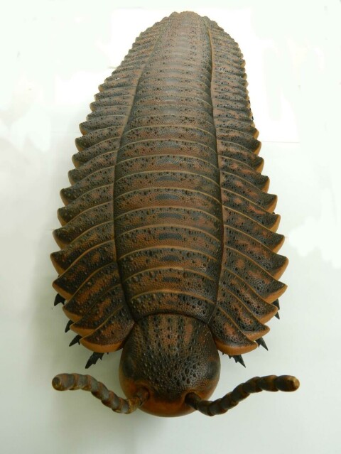 Arthur the Arthropleura after conservation