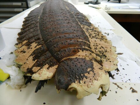 Arthur the Arthropleura before conservation