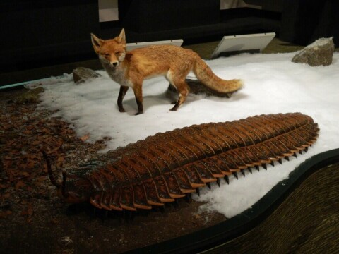 Arthur the Arthropleura next to a fox for size