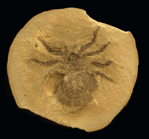 fossil of a primitive spider-like creature (Maiocercus celticus)