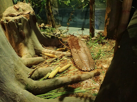 Arthur the Arthropleura in one of its natural habitats