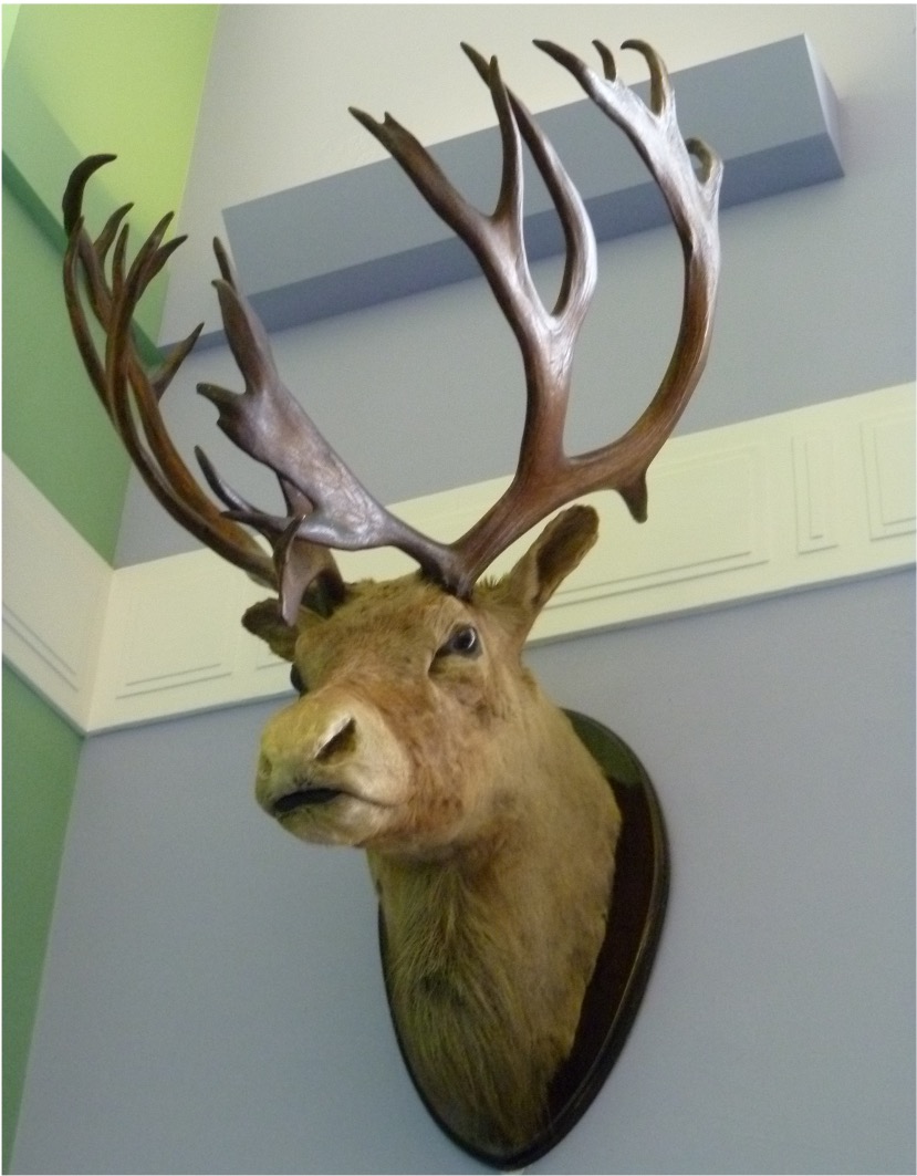 Photo of a mounted reindeer head in the Clore Discovery Centre at National Museum Cardiff