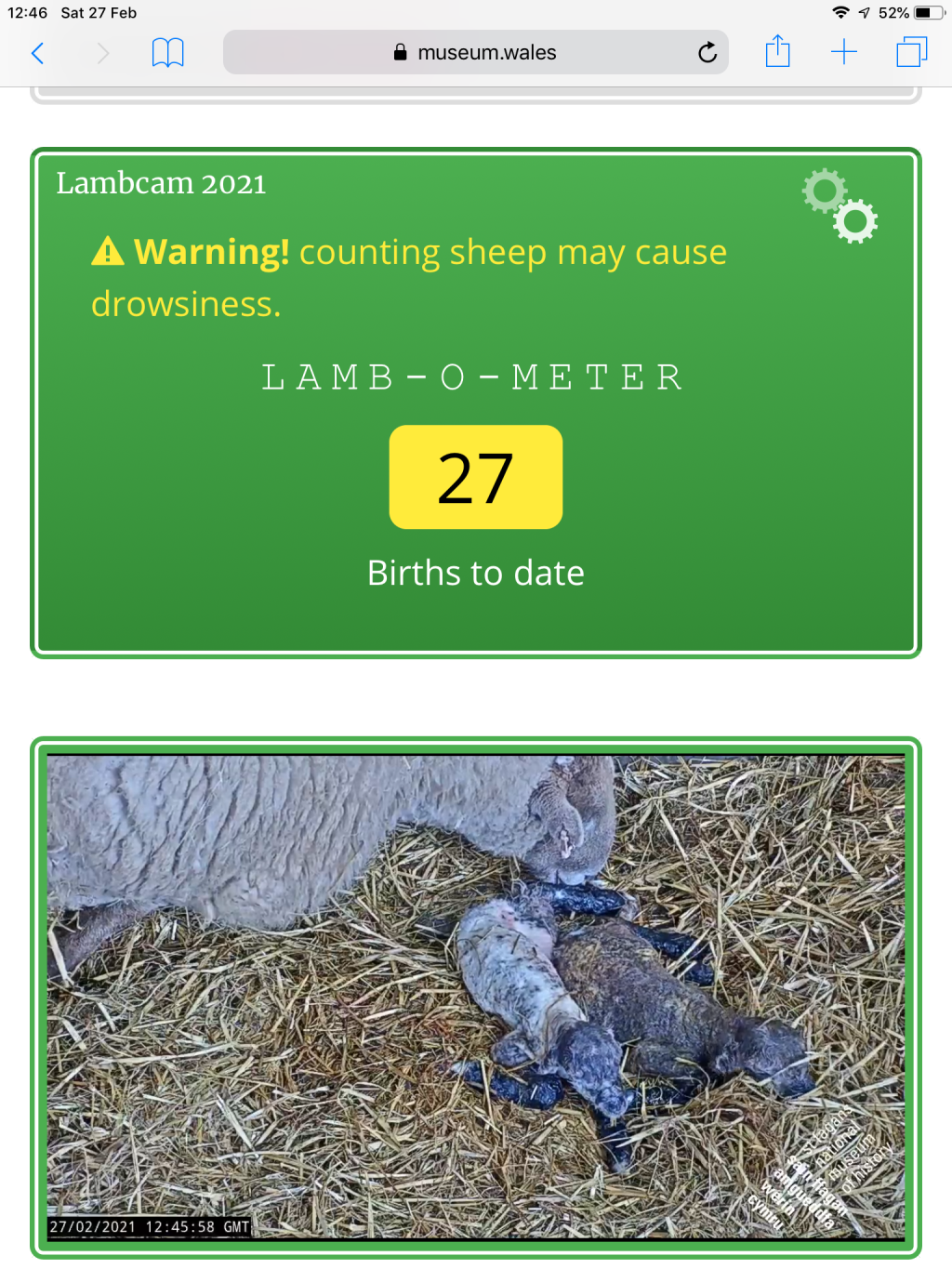 Image:A ewe and her newborn lambs