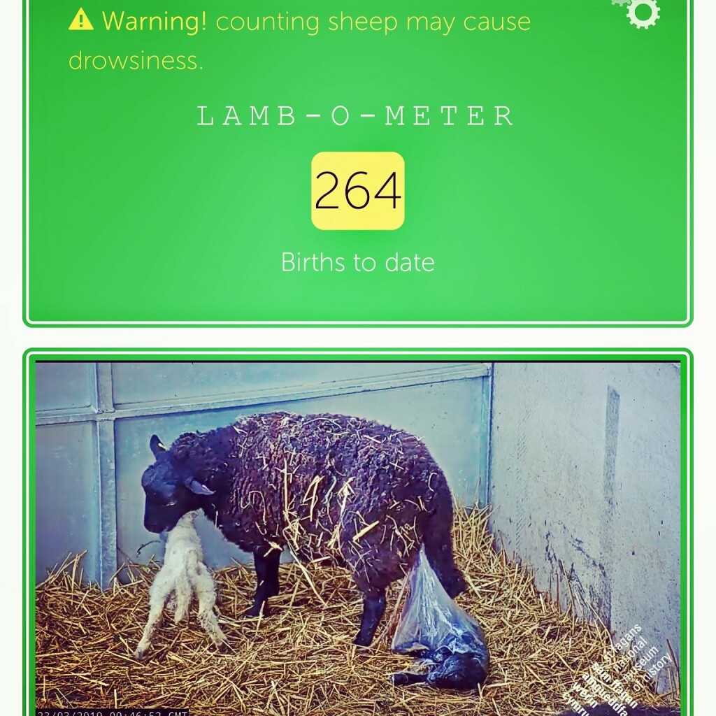 Image: A ewe lambing