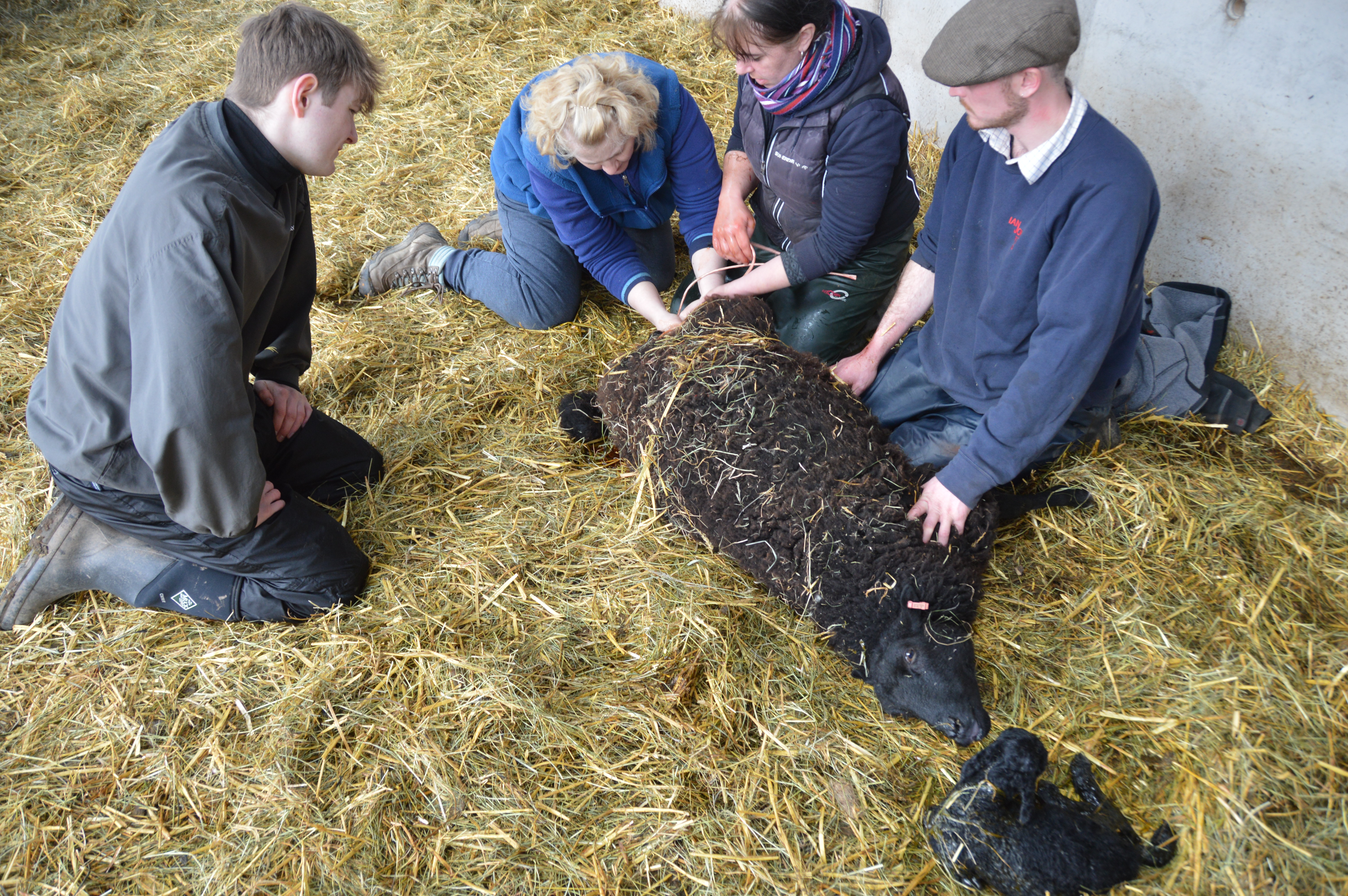 Image: Lambing course at St Fagans National Museum of History