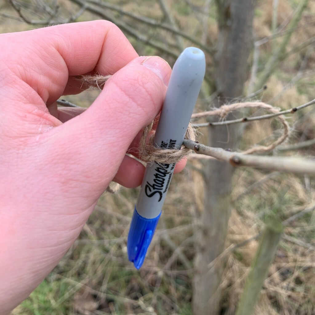 photograph of sharpie being tied to a branch