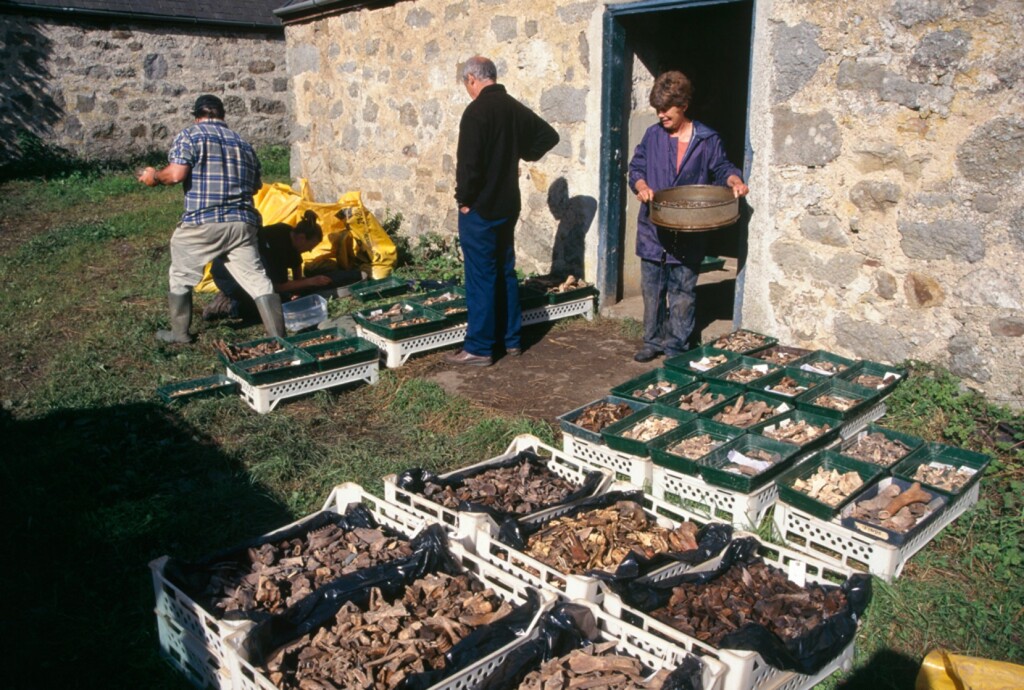 Image: Volunteers washing animal remains from Llanbedrgoch. 