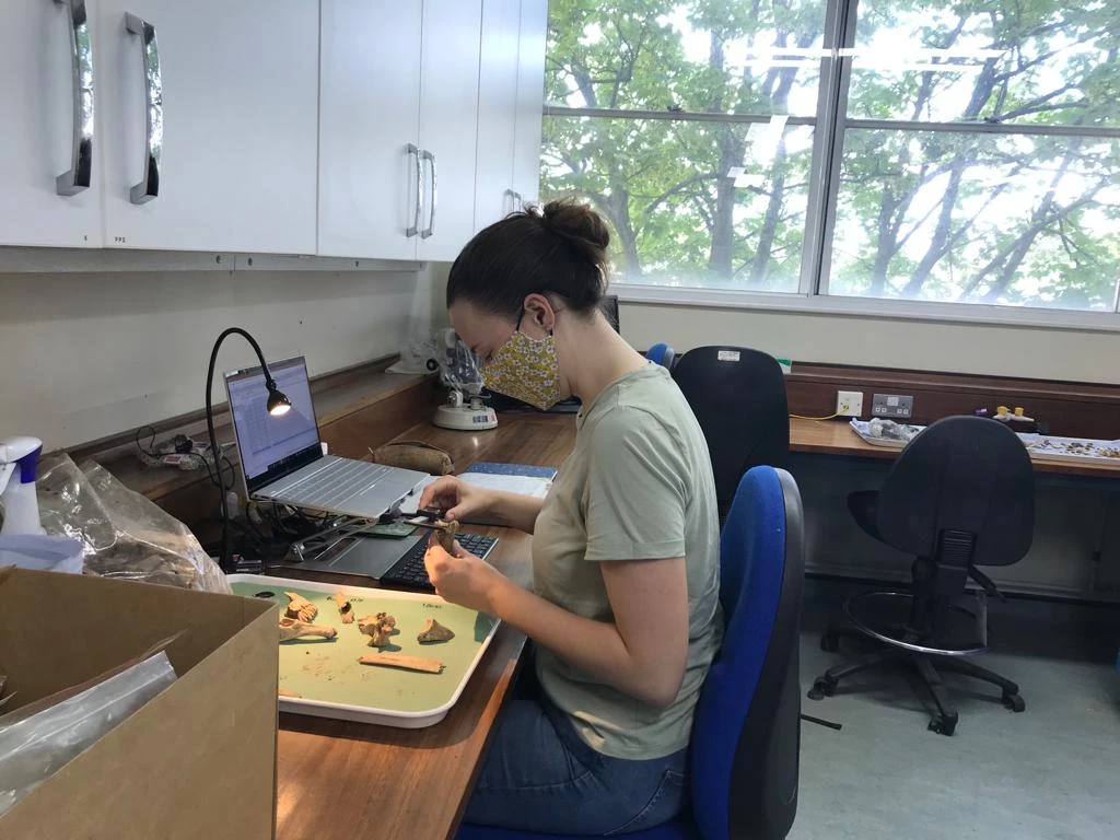 Image: Recording animal bones in the bioarchaeology laboratory at Cardiff University. 