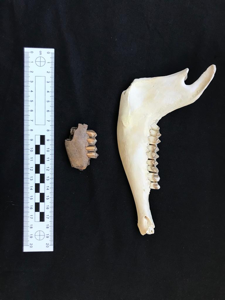 Image: A modern sheep mandible/jawbone (top) compared to an early medieval fragment of a sheep jawbone from Llanbedrgoch, Anglesey (bottom).