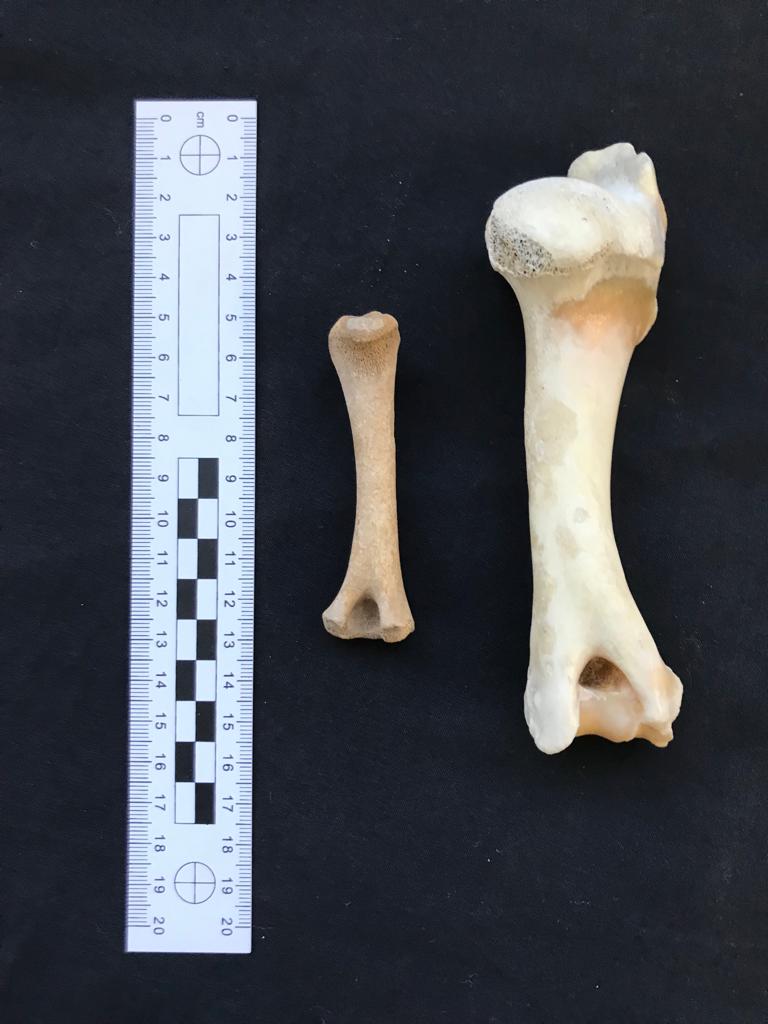 Image: Two sheep humeri (upper arm) bones. The bone on the left is from a juvenile, and the bone on the right is from an adult.