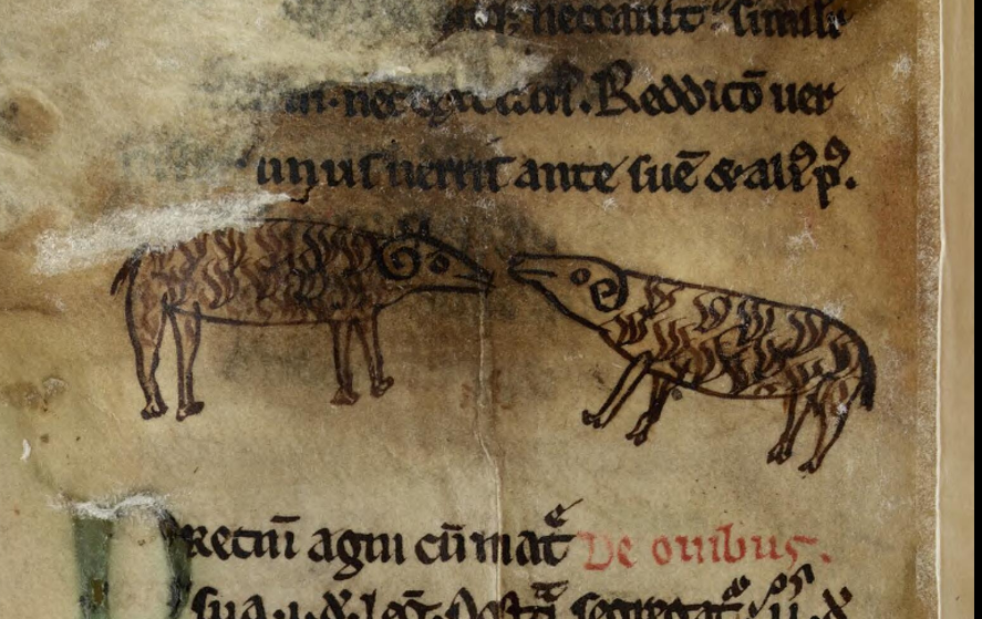 Image: Illustration of sheep from the Laws of Hywel Dda, mid-thirteenth century.