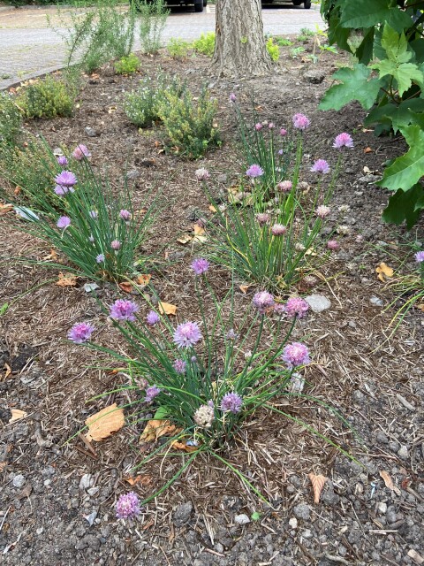 Chives in the herb bed