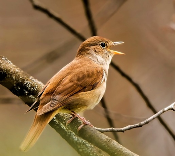 Nightingale bird at St. Fagans