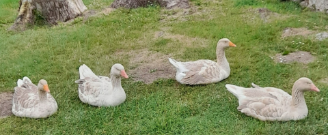 Geese at St. Fagans