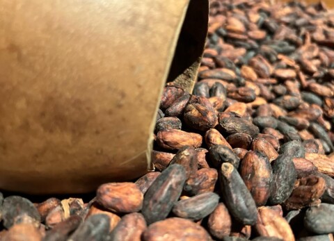 A close up photo of dried cocoa beans