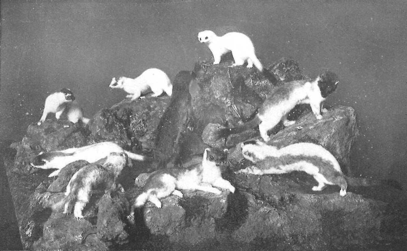 A photograph of eight taxidermy stoats with various seasonal coats ranging from bright white to dark and standing on a model of rocks