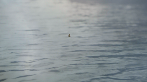 A still from Gesiye's film, showing a blue sea with a bird flying in the distance