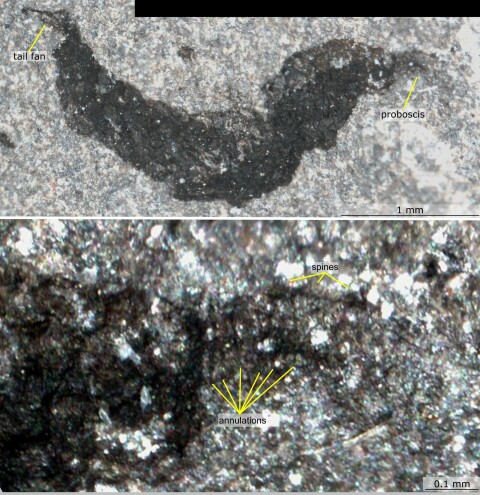 Close up photograph of a rock face, the image is split in two where the top section shows a long dark mark, the second image is a closer look of the fossil