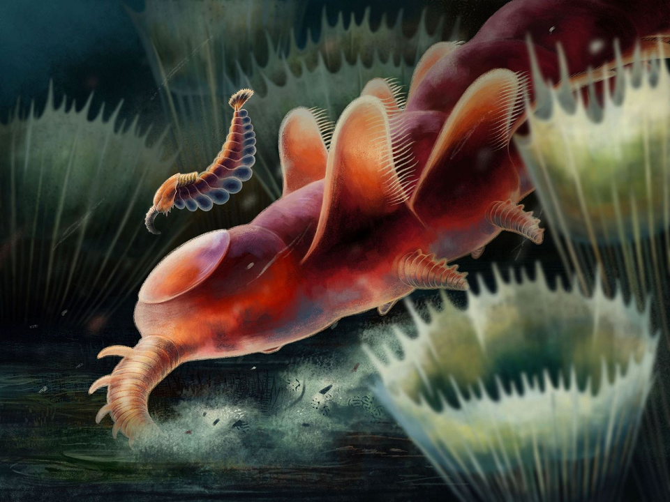 Painting which shows the reconstruction of the new opabiniid animal; it is red in colour with a trunk and one big eye on the top of its head. It has both legs and wings and is painted in the middle of spiky green plants.