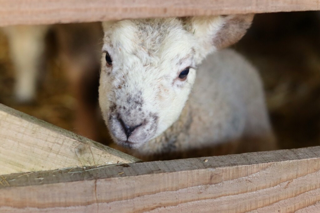 A young lamb peering through the fence