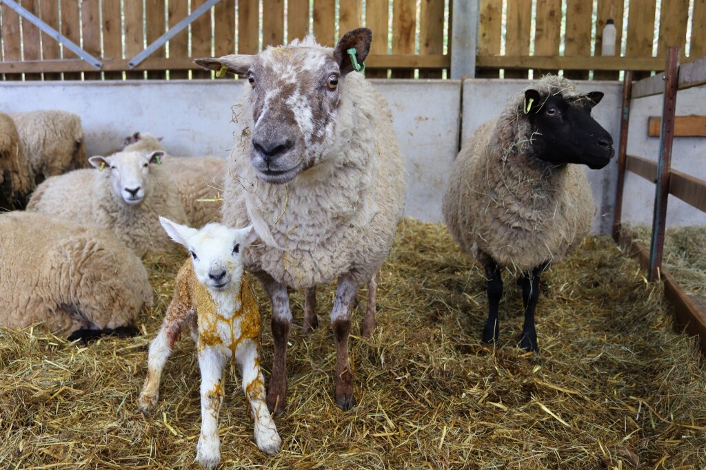 A newborn lamb standing next to its mother in the lambing shed
