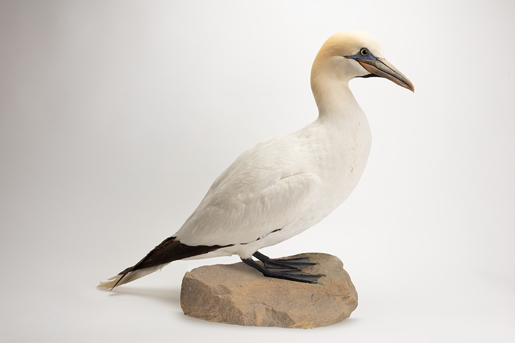 Taxidermy mount of a Northern Gannet. A large white seabird with a pale yellow head and pointed beak.