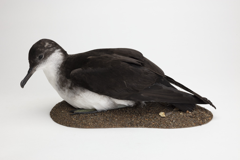 Image of a taxidermy Manx Shearwater. A black and white seabird.