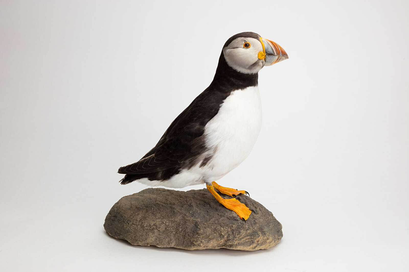 Taxidermy mount of a Puffin. A black and white seabird with orange webbed feet and a brightly coloured red, yellow and blue/grey beak