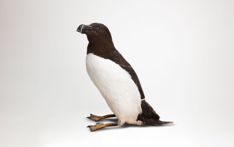 Taxidermy mount of a Razorbill. A seabird with a black back and head, a thick black bill with a white stripe.