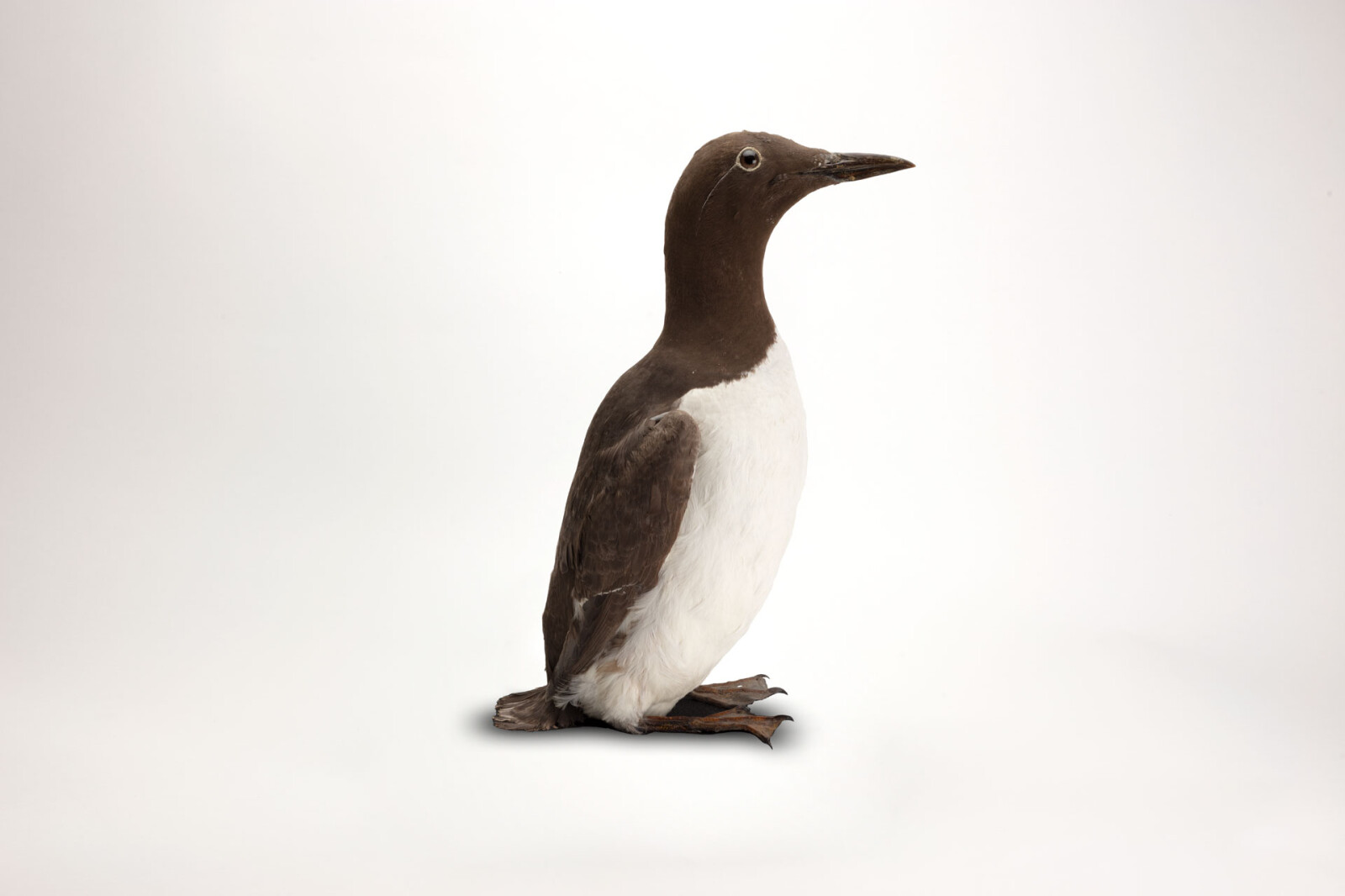 Taxidermy mount of a Guillemot. A seabird with a chocolate brown back and thin bill. 