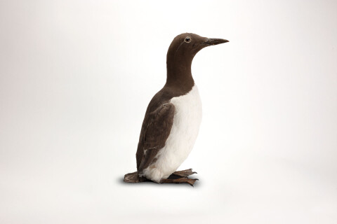 Taxidermy mount of a Guillemot. A seabird with a chocolate brown back and thin bill. 