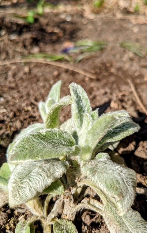 Stachys byzantina in the new silver border