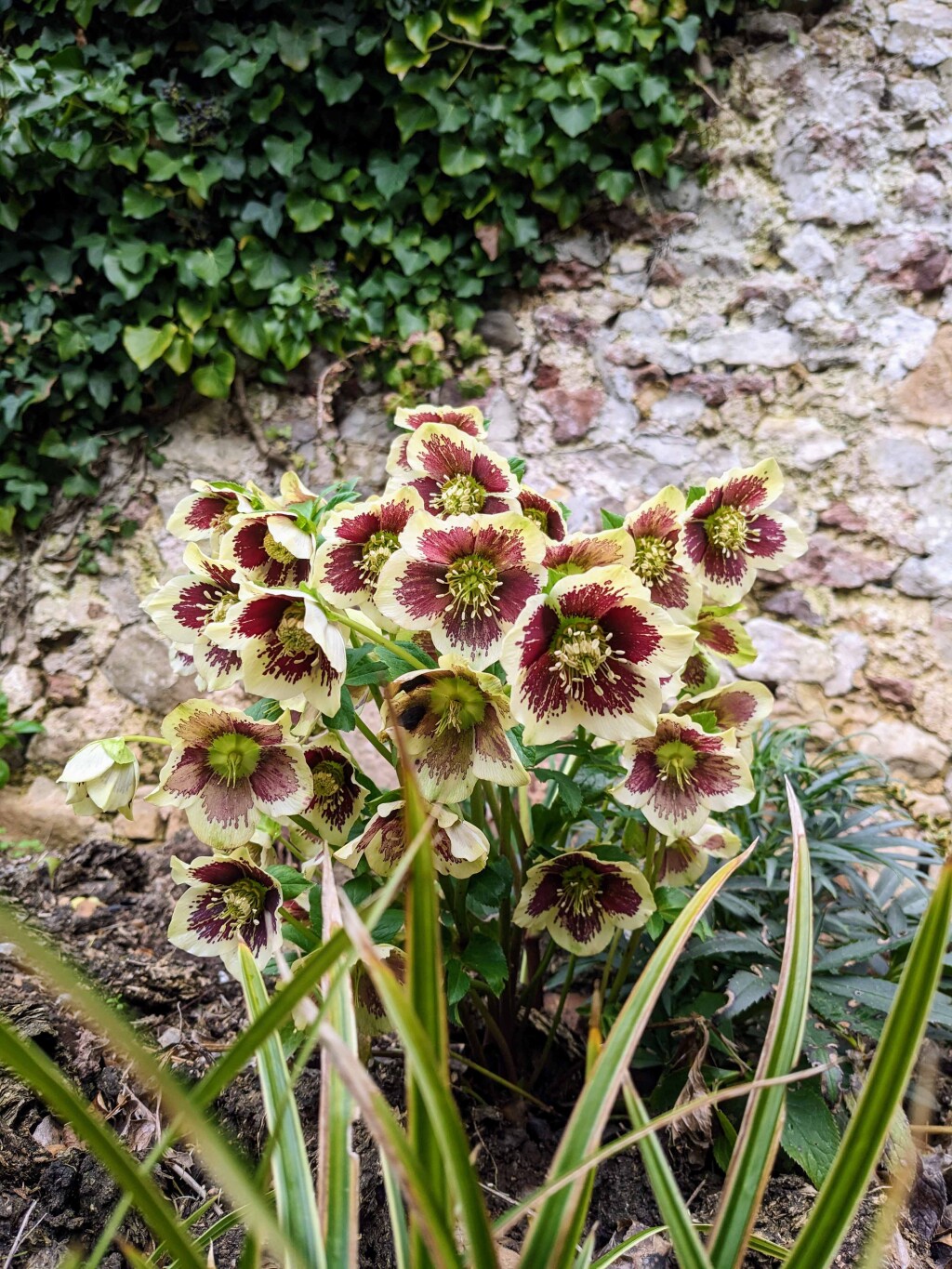 Hellebores in the shady border 