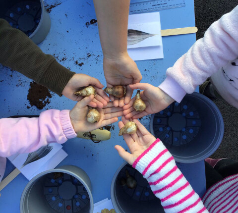 Children planting bulbs