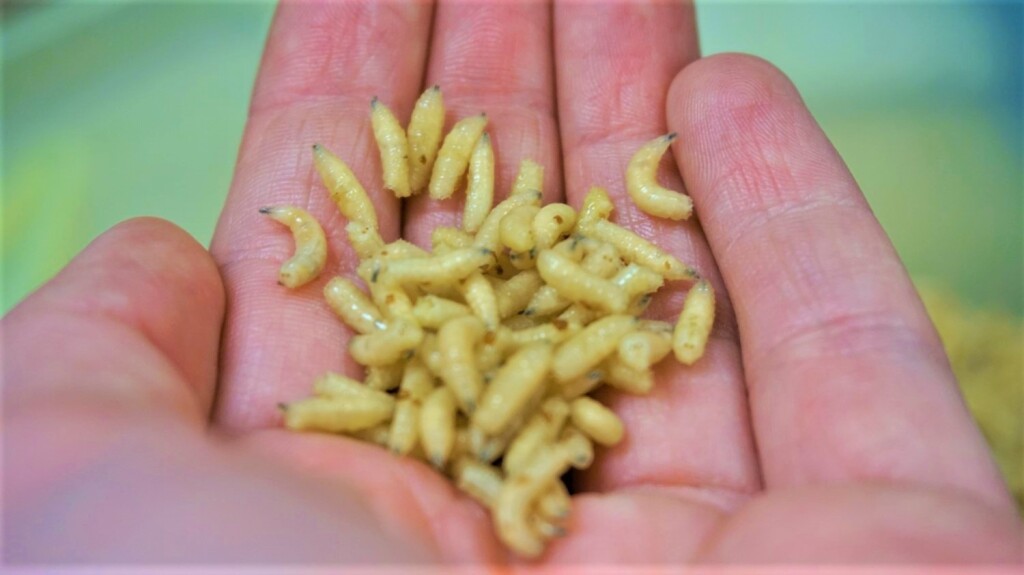 Loving maggots!