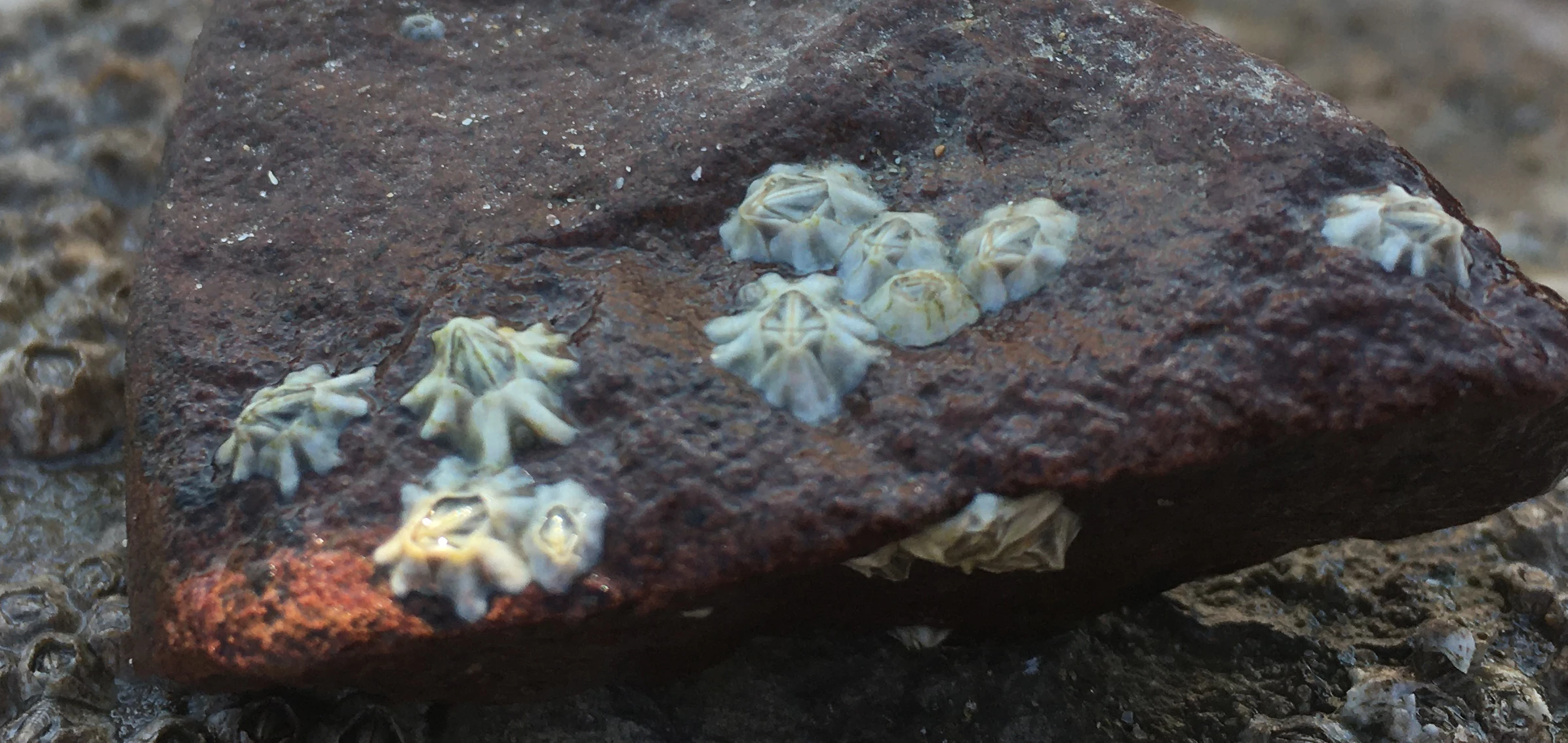 Darwin’s Barnacle (Austrominius modestus) 